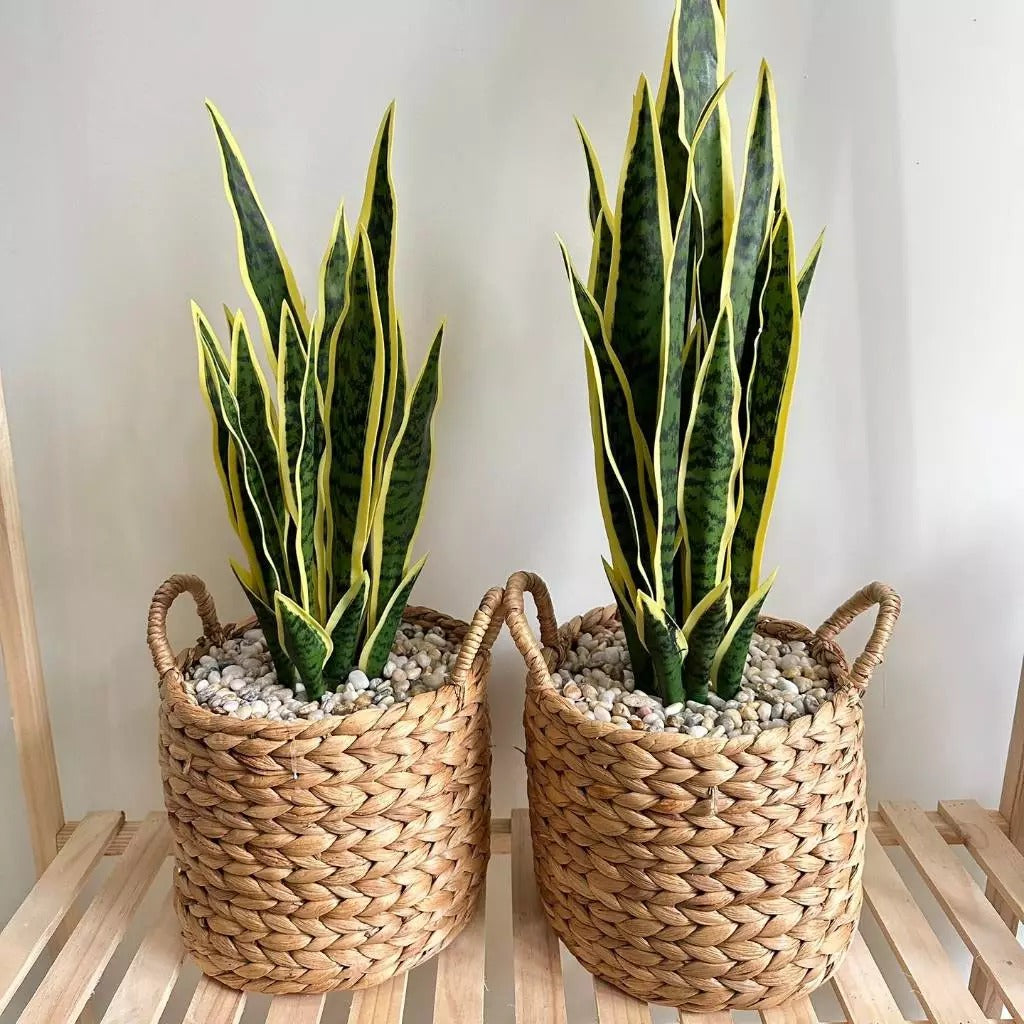 Handwoven Seagrass Basket with Handles – Natural Woven Storage Basket, Boho Plant Pot Cover, Eco-Friendly Home Organizer for Living Room & Bedroom